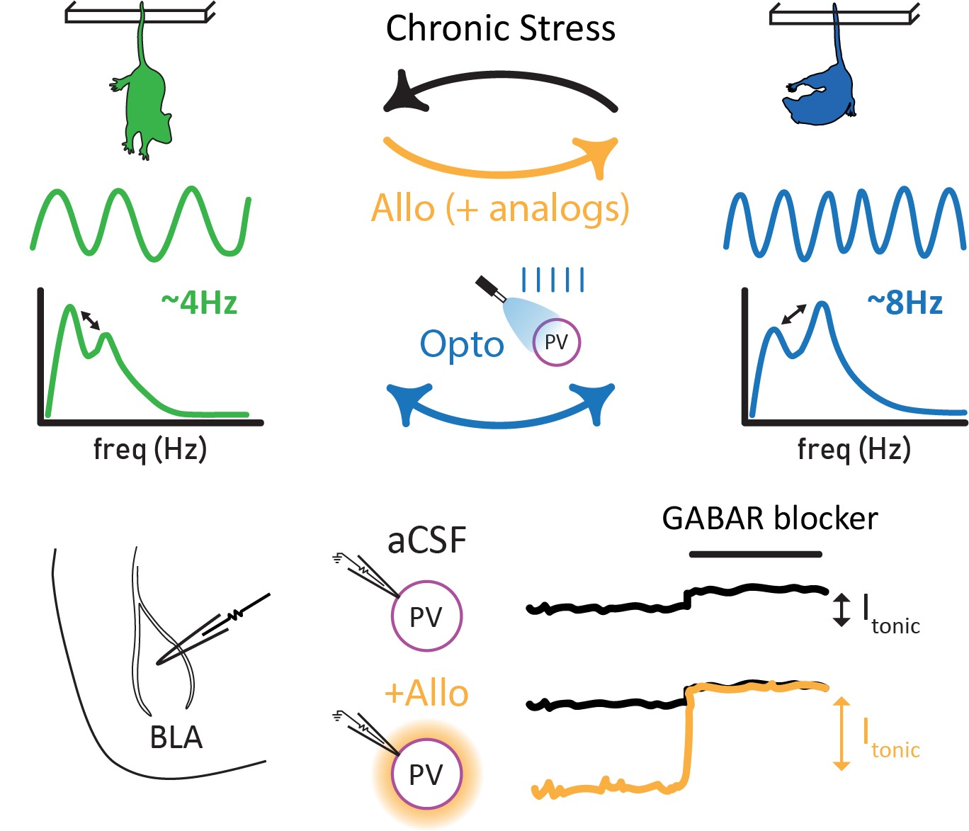 Allopregnanolone alters network activity and promotes positive affective states
