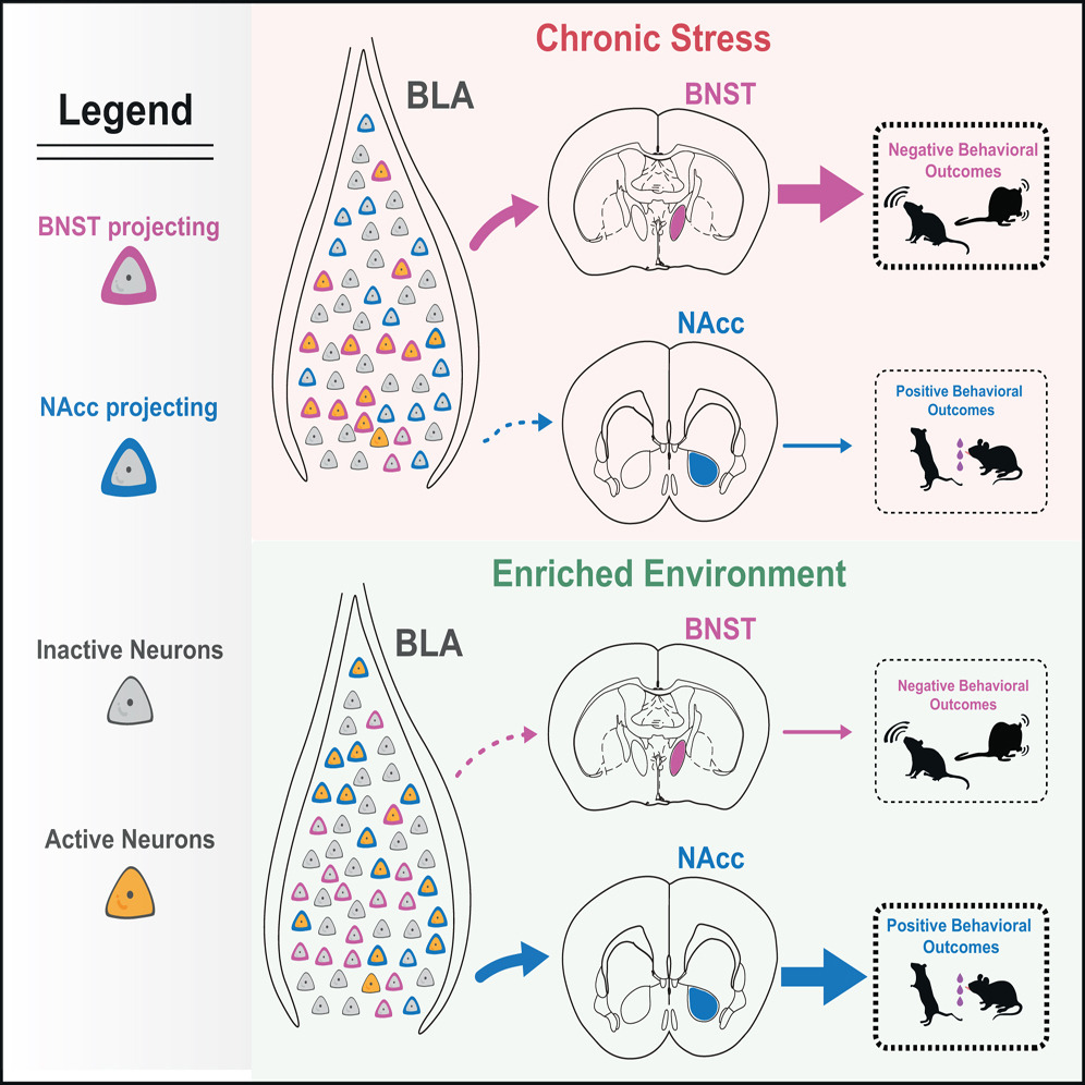 Experiences alter information routing in the brain and behavioral outcomes
