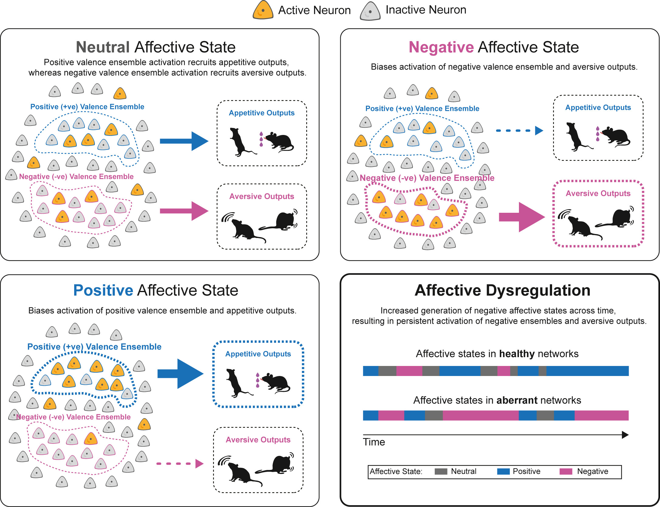 Circuit-based mechanisms of affective processing
